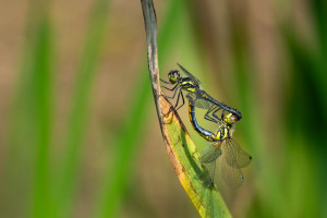 sympetrum danae le sympetrum noir accouplement sympetrum danae le sympetrum noir accouplement