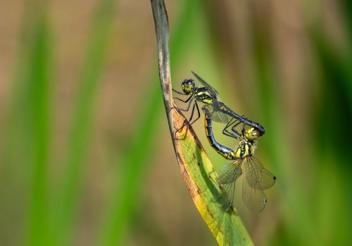 sympetrum danae  le sympetrum noir  accouplement