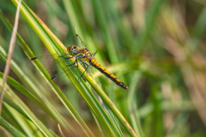 sympetrum danae le sympetrum noir femelle sympetrum danae le sympetrum noir femelle