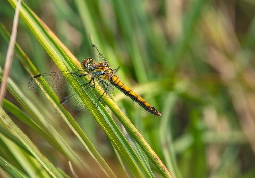 sympetrum danae  le sympetrum noir  femelle