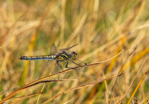 sympetrum danae  le sympetrum noir  femelle