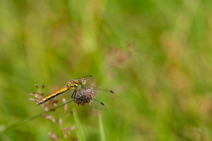 sympetrum danae le sympetrum noir femelle sympetrum danae le sympetrum noir femelle