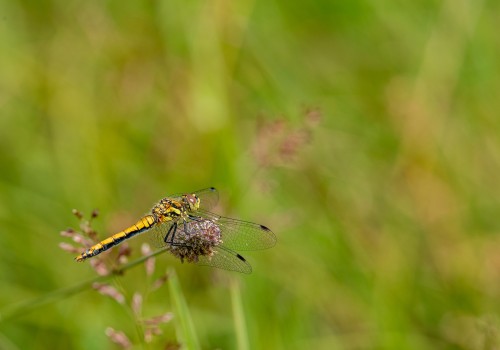 sympetrum danae  le sympetrum noir  femelle