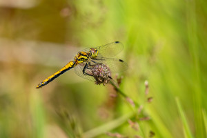 sympetrum danae le sympetrum noir femelle sympetrum danae le sympetrum noir femelle