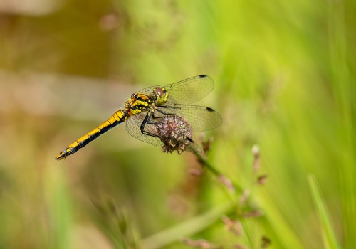 sympetrum danae  le sympetrum noir  femelle