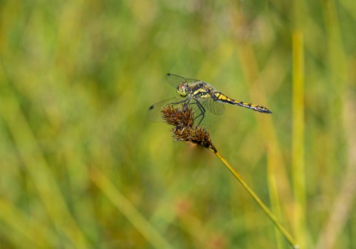 sympetrum danae  le sympetrum noir  male