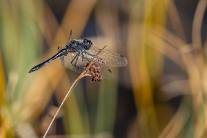 sympetrum danae le sympetrum noir male 10 sympetrum danae le sympetrum noir male 10