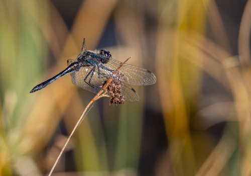 sympetrum danae  le sympetrum noir  male 10