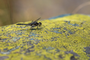sympetrum danae le sympetrum noir male sympetrum danae le sympetrum noir male
