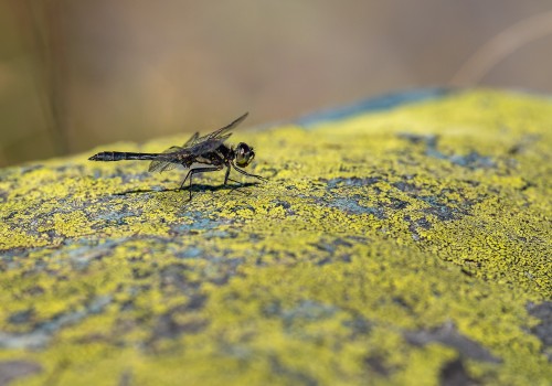 sympetrum danae  le sympetrum noir  male
