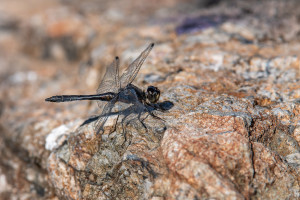 sympetrum danae le sympetrum noir male sympetrum danae le sympetrum noir male