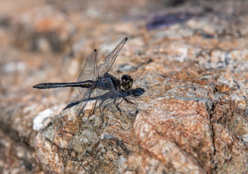 sympetrum danae  le sympetrum noir  male