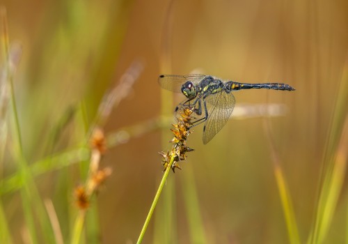 sympetrum danae  le sympetrum noir  male