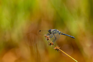 sympetrum danae le sympetrum noir male sympetrum danae le sympetrum noir male