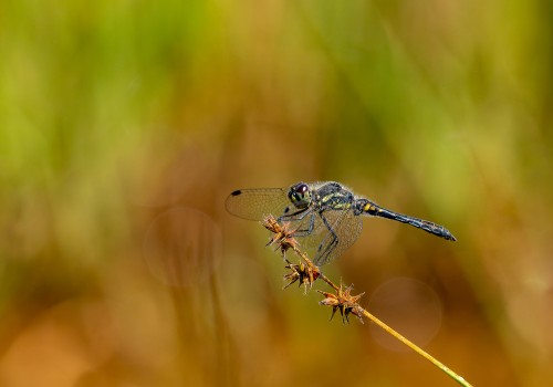sympetrum danae  le sympetrum noir  male