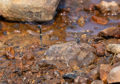 sympetrum danae  le sympetrum noir  ponte