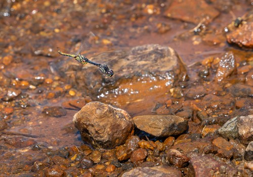 sympetrum danae  le sympetrum noir  tandem