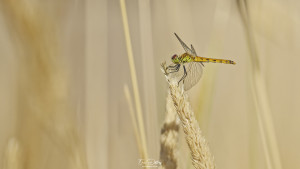 sympetrum depressiusculum sympetrum deprime femelle 16 dxo sympetrum depressiusculum sympetrum deprime femelle 16 dxo