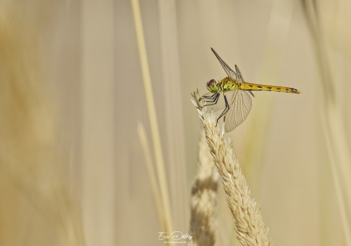 sympetrum depressiusculum sympetrum deprime femelle 16 dxo sympetrum depressiusculum sympetrum deprime femelle 16 dxo