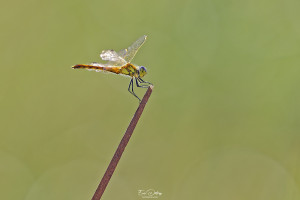 sympetrum depressiusculum sympetrum deprime male 11 dxo sympetrum depressiusculum sympetrum deprime male 11 dxo