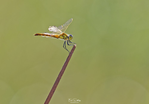 sympetrum depressiusculum sympetrum deprime male 11 dxo sympetrum depressiusculum sympetrum deprime male 11 dxo