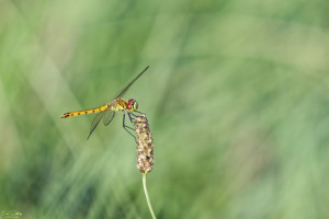 sympetrum depressiusculum sympetrum deprime male 12 dxo sympetrum depressiusculum sympetrum deprime male 12 dxo