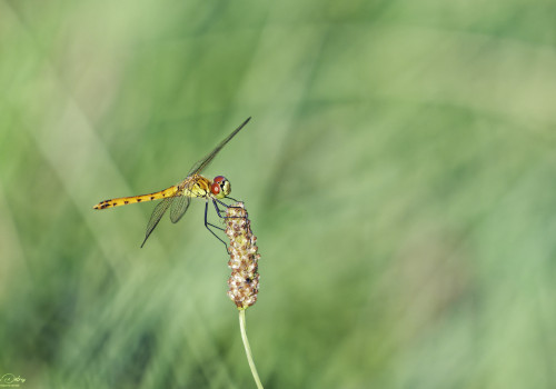 sympetrum depressiusculum   sympetrum deprime male 12 dxo