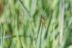 sympetrum depressiusculum sympetrum deprime male 17 dxo sympetrum depressiusculum sympetrum deprime male 17 dxo