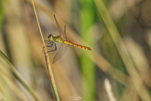 sympetrum depressiusculum sympetrum deprime male 19 dxo sympetrum depressiusculum sympetrum deprime male 19 dxo