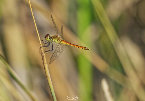sympetrum depressiusculum sympetrum deprime male 19 dxo sympetrum depressiusculum sympetrum deprime male 19 dxo