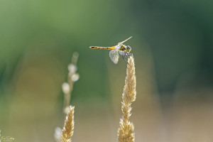 sympetrum depressiusculum sympetrum deprime male 20 dxo sympetrum depressiusculum sympetrum deprime male 20 dxo