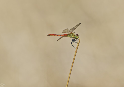 sympetrum depressiusculum   sympetrum deprime male 25 dxo