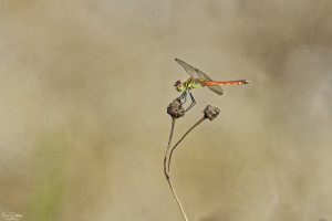 sympetrum depressiusculum sympetrum deprime male 31 dxo sympetrum depressiusculum sympetrum deprime male 31 dxo