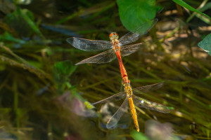 sympetrum depressiusculum sympetrum deprime tandem sympetrum depressiusculum sympetrum deprime tandem