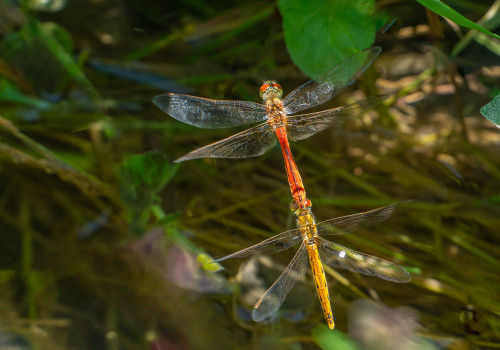 sympetrum depressiusculum   sympetrum deprime tandem