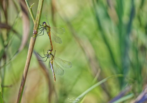 sympetrum depressiusculum sympetrum deprime tandem 10 dxo sympetrum depressiusculum sympetrum deprime tandem 10 dxo
