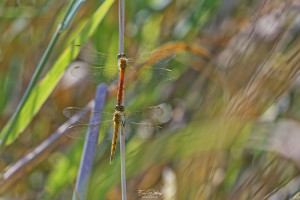 sympetrum depressiusculum sympetrum deprime tandem 11 dxo sympetrum depressiusculum sympetrum deprime tandem 11 dxo