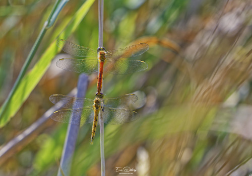 sympetrum depressiusculum sympetrum deprime tandem 11 dxo sympetrum depressiusculum sympetrum deprime tandem 11 dxo