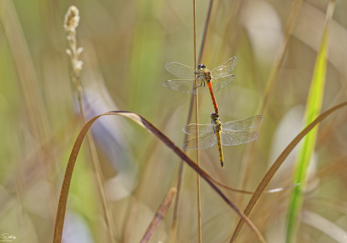 sympetrum depressiusculum   sympetrum deprime tandem 12 dxo