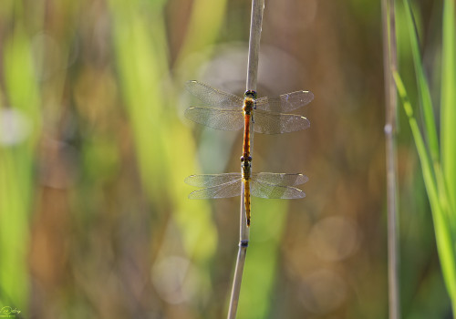sympetrum depressiusculum   sympetrum deprime tandem 14 dxo