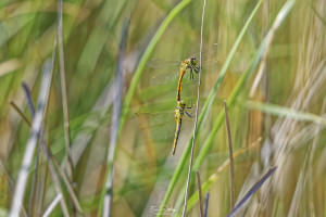 sympetrum depressiusculum sympetrum deprime tandem 20 dxo sympetrum depressiusculum sympetrum deprime tandem 20 dxo