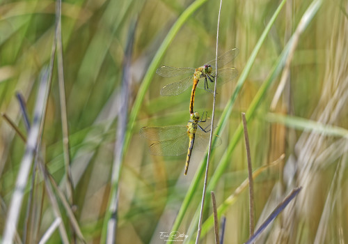 sympetrum depressiusculum sympetrum deprime tandem 20 dxo sympetrum depressiusculum sympetrum deprime tandem 20 dxo