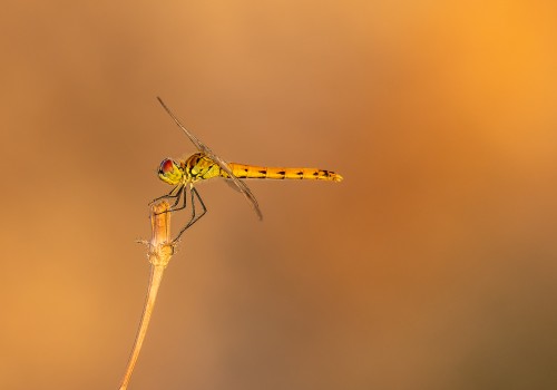 sympetrum depressiusculum  sympetrum deprime  femelle