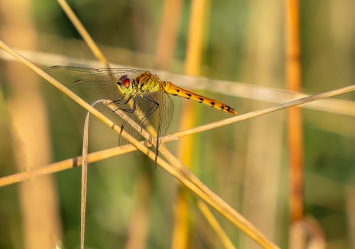 sympetrum depressiusculum  sympetrum deprime  femelle