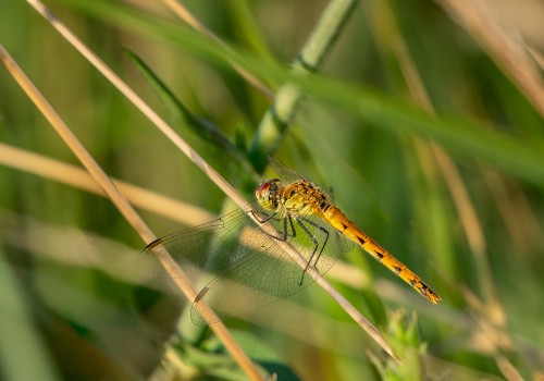 sympetrum depressiusculum  sympetrum deprime  femelle