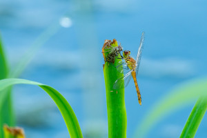 sympetrum depressiusculum sympetrum deprime male sympetrum depressiusculum sympetrum deprime male