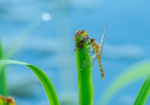 sympetrum depressiusculum  sympetrum deprime  male