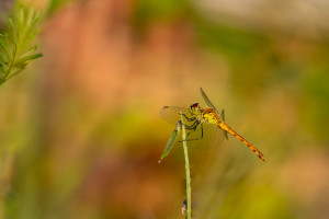 sympetrum depressiusculum sympetrum deprime male sympetrum depressiusculum sympetrum deprime male
