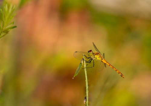 sympetrum depressiusculum  sympetrum deprime  male