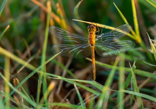 sympetrum depressiusculum  sympetrum deprime  male